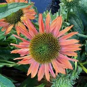 Echinacea 'Sunseekers Pumpkin Pie'